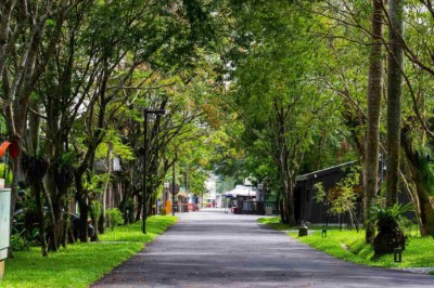 既有綠地花台打除 改善排水與視覺通透性